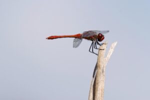 アラフォーで別居中の方が弁護士に相談する際の子どもへの影響は？