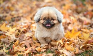 40代が慰謝料をどこまで請求できるのか解説しますか？